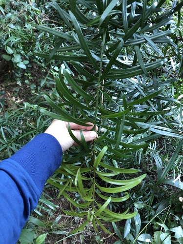 Podocarpus henkelii
