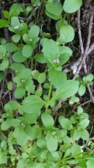 Plectritis congesta brachystemon