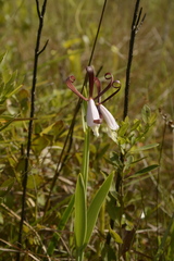 Cleistesiopsis bifaria