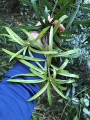 Podocarpus henkelii