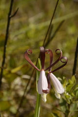 Cleistesiopsis bifaria