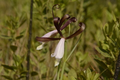 Cleistesiopsis bifaria