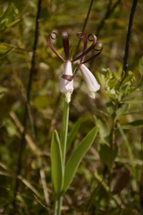 Cleistesiopsis bifaria