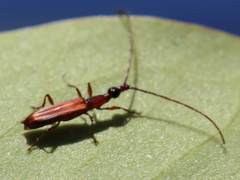 Cerobates ophthalmicus