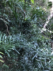 Podocarpus henkelii