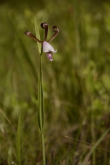 Cleistesiopsis bifaria