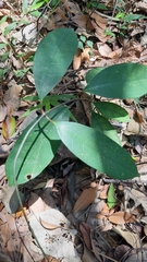 Anodendron affine