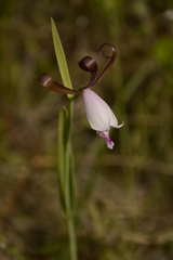 Cleistesiopsis bifaria