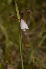 Cleistesiopsis bifaria