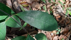 Anodendron affine