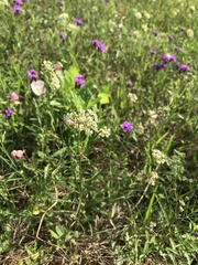 Asclepias linearis