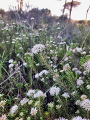 Agathosma gonaquensis