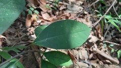 Anodendron affine