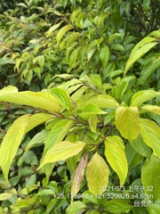 Rhamnus nakaharai