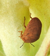 Steganocerus multipunctatus