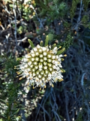 Agathosma gonaquensis