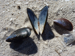 Choromytilus meridionalis