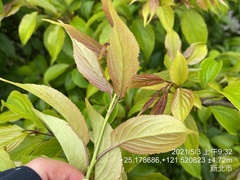 Rhamnus nakaharai