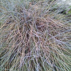 Festuca pallens