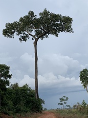 Bertholletia excelsa