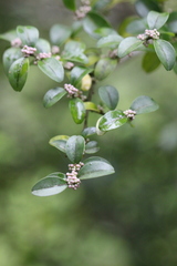 Ilex lohfauensis