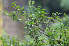 Ilex lohfauensis