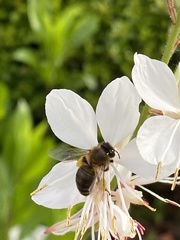 Apis mellifera