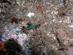 Nembrotha kubaryana