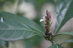 Justicia ventricosa