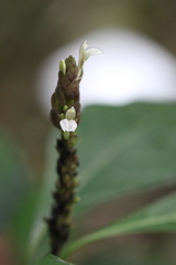 Justicia ventricosa