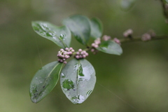 Ilex lohfauensis