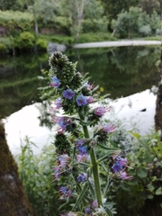 Echium lusitanicum