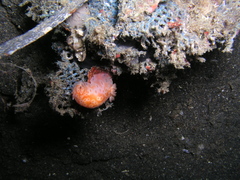 Dendrodoris guttata image