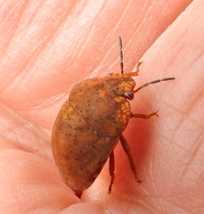 Steganocerus multipunctatus