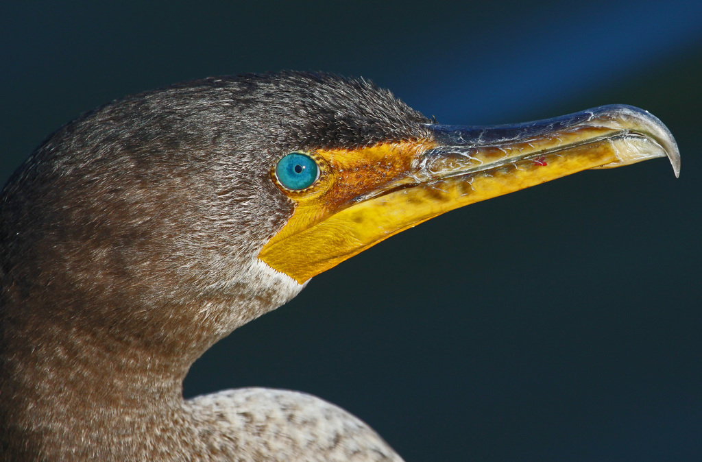 Double-crested Cormorant (Birds of the Preserve at Shaker Village ...