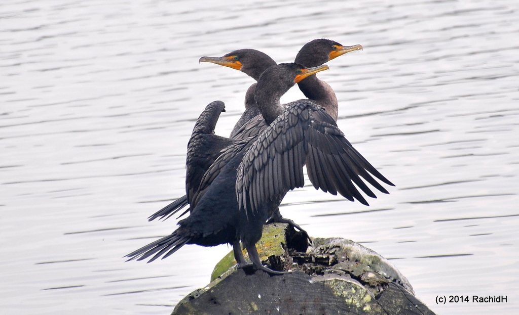 Double-crested Cormorant (birds Of The Preserve At Shaker Village 