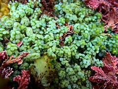 Caulerpa chemnitzia