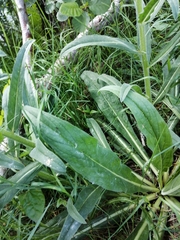 Echium lusitanicum