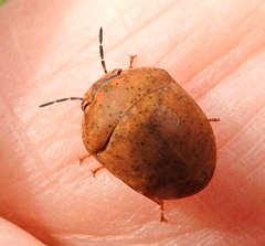 Steganocerus multipunctatus