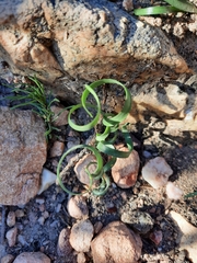 Apodolirion macowanii