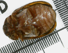 Anthrenocerus australis