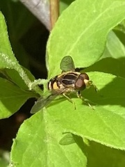 Parhelophilus flavifacies
