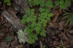 Thalictrum grandiflorum