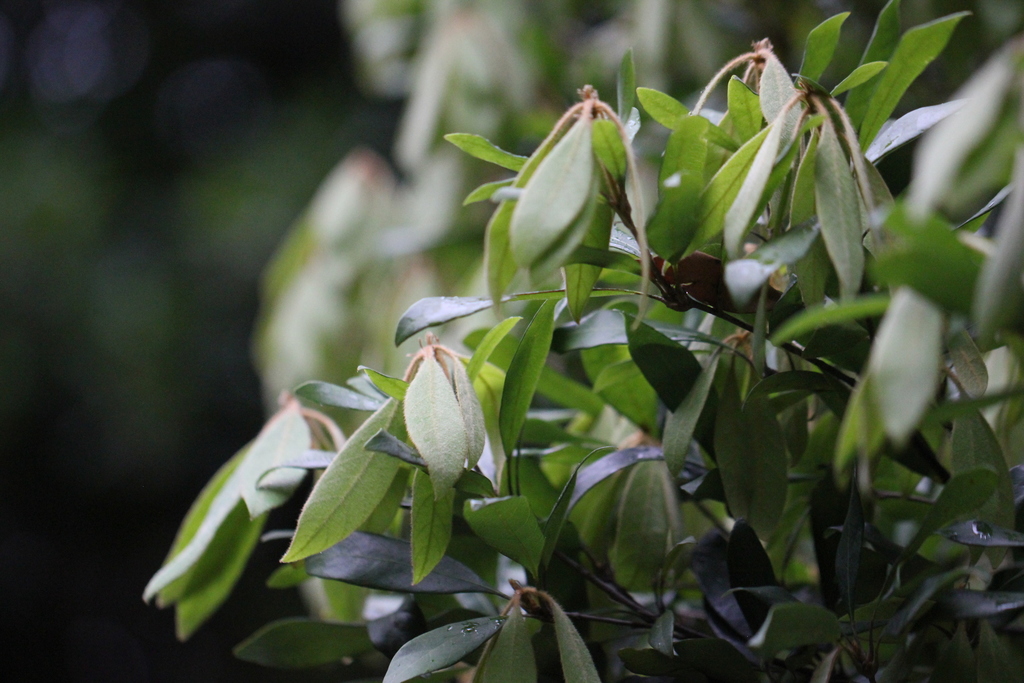 Quercus cambodiensis (Quercus cambodiensis)