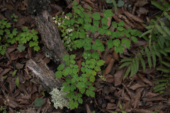 Thalictrum grandiflorum