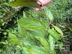Rhamnus nakaharai