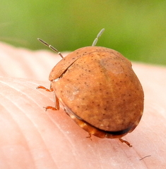 Steganocerus multipunctatus
