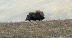 Ovibos moschatus