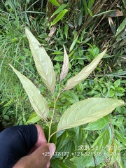 Rhamnus nakaharai