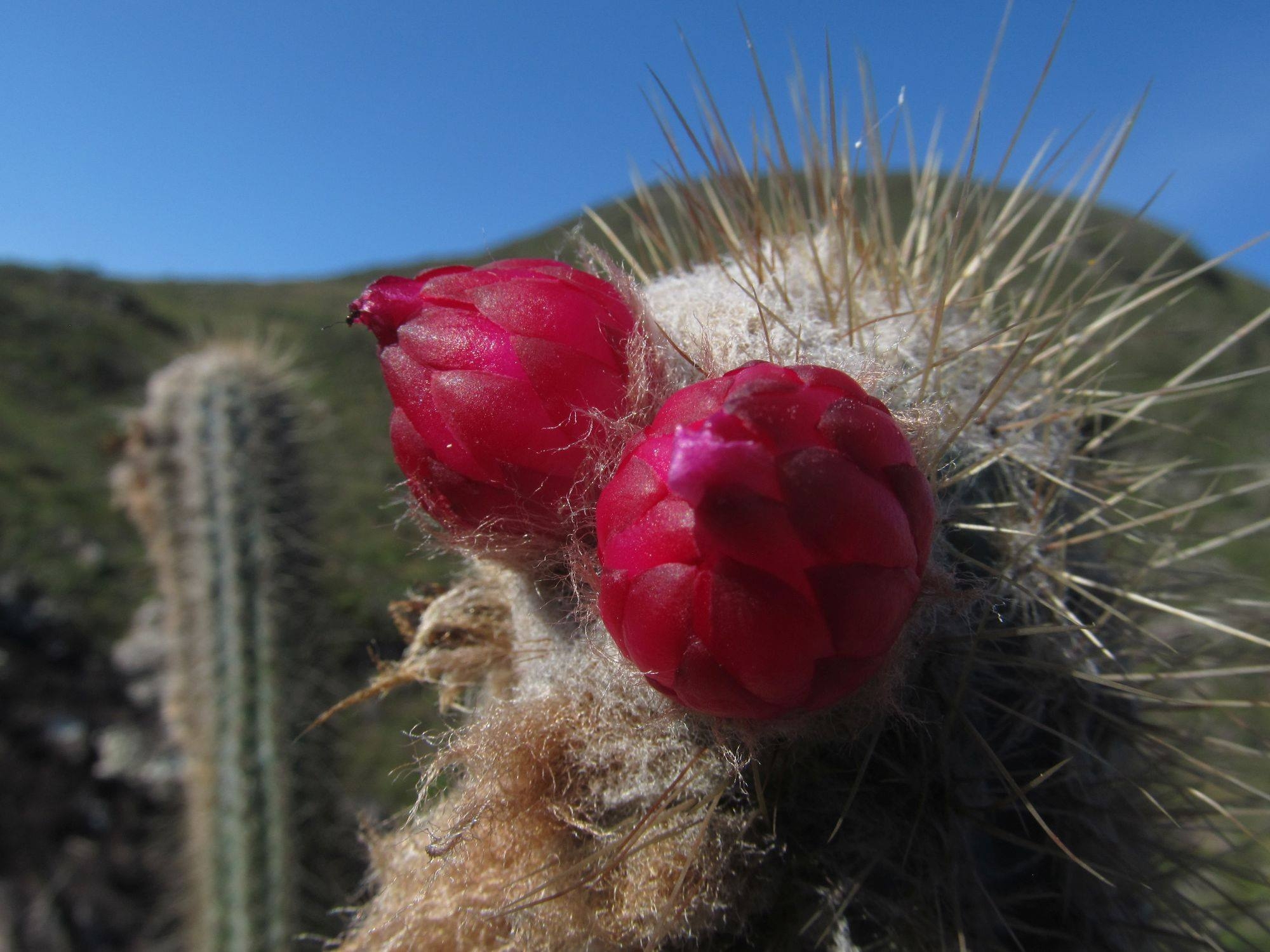 Micranthocereus purpureus